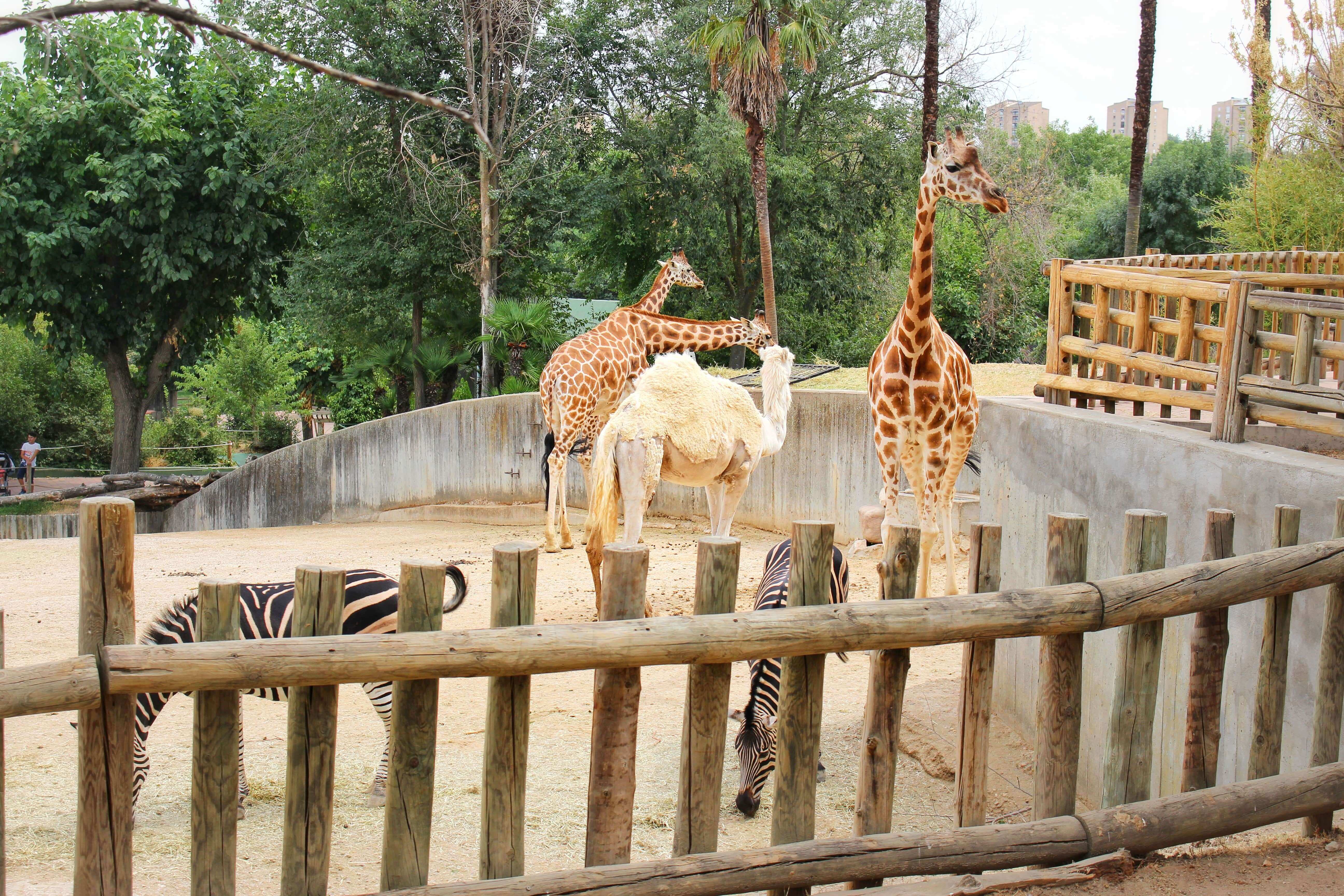 Animals in the zoo: zebras, camels, giraffes in Madrid, Spain.